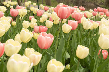 Spring flowers on campus