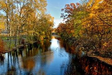 A serene autumn scene at Michigan State University, featuring a calm river reflecting the vibrant fall foliage of trees with golden, orange, and red leaves along its banks. The clear blue sky enhances the colorful landscape, creating a picturesque view of the campus in the fall season.