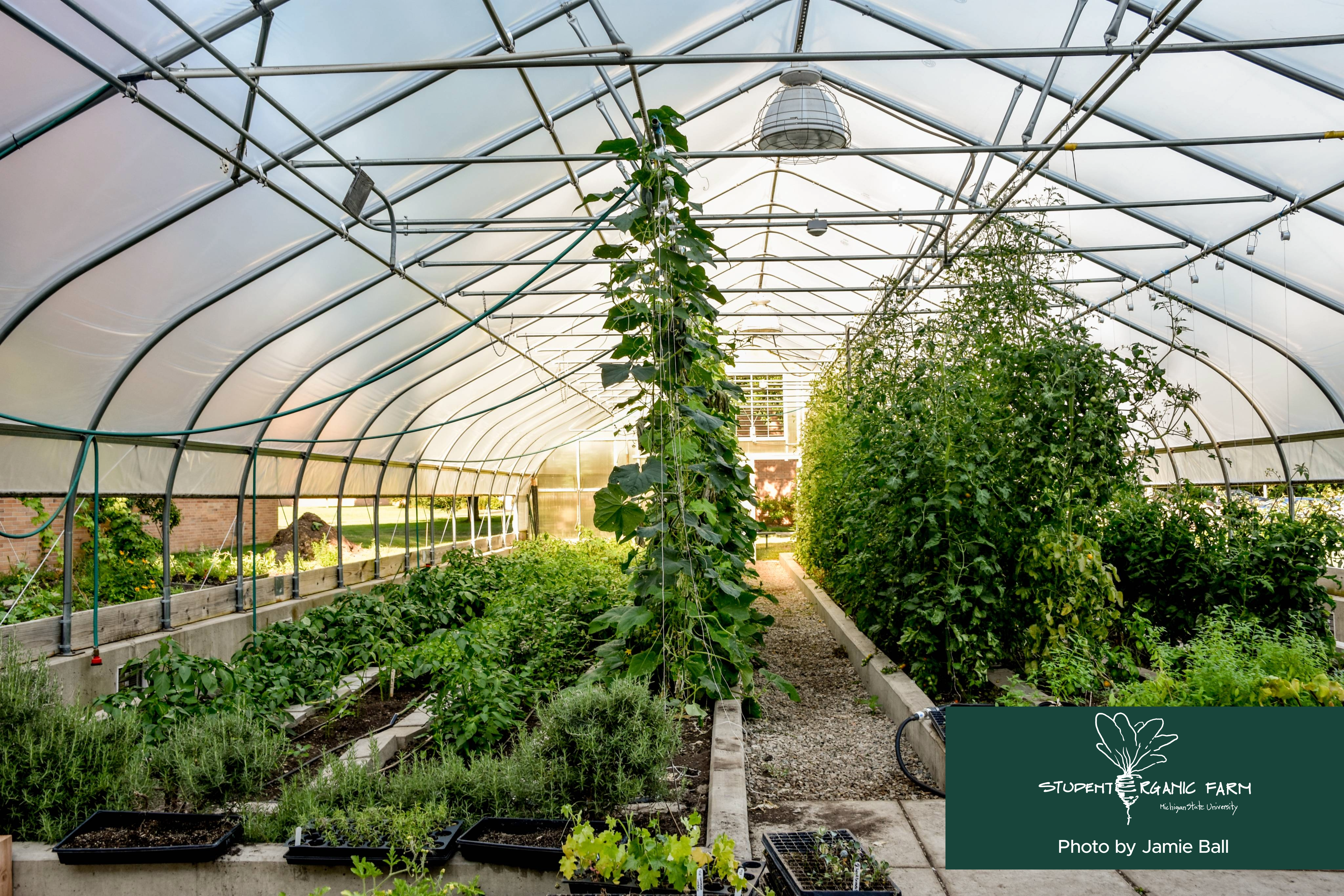 Lush green vegetables grow within a hoop house in MSU's campus