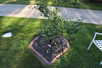 The freshly planted Jack Sprout tree memorial of 2021.