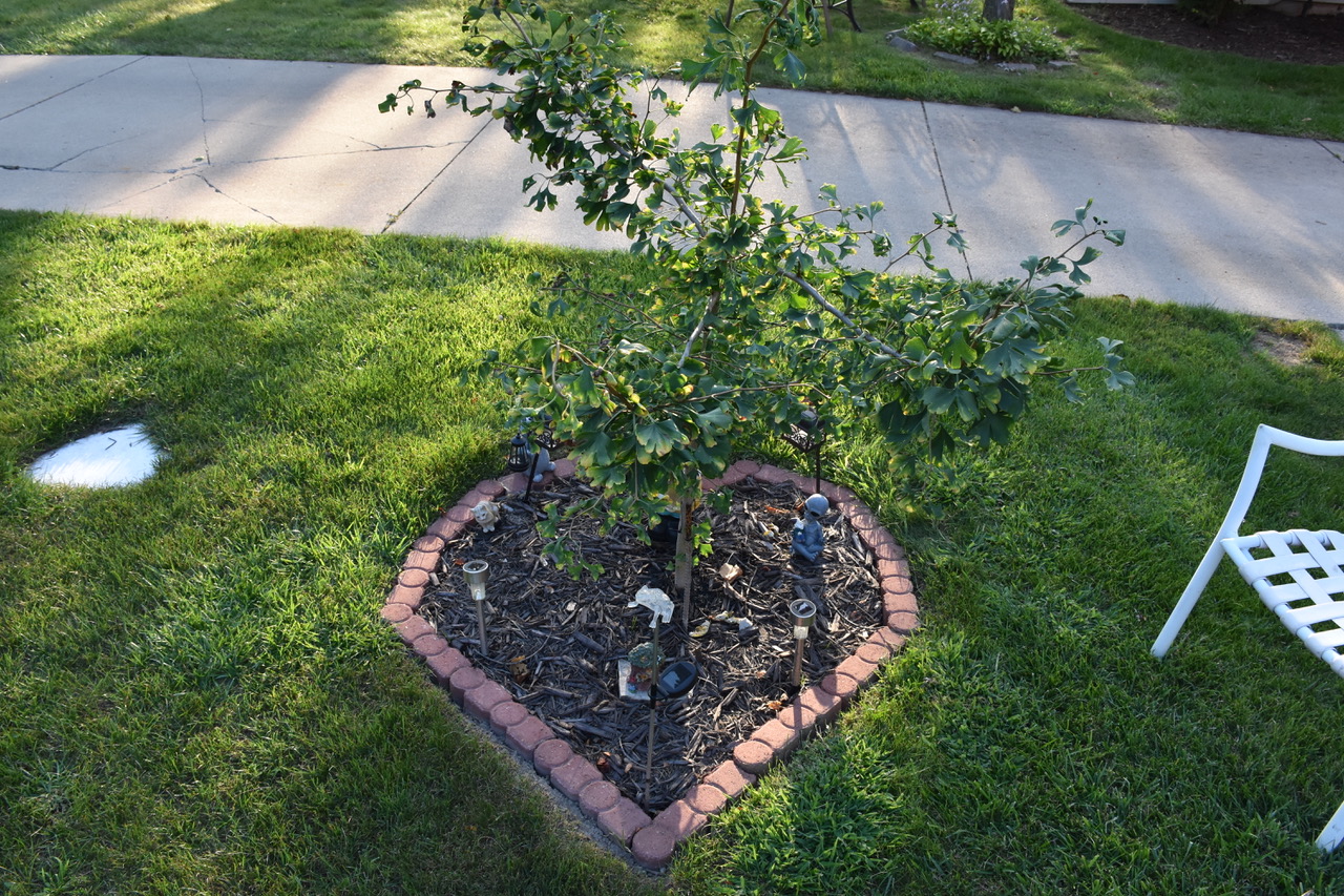 A memorial tree planted in honor of Jack Stout, a Spartan lost in 2018. The tree is surrounded by a heart-shaped border made of red bricks, with small statues and solar lights placed around its base. The area is in a grassy space near a sidewalk, with a white chair partially visible on the side.