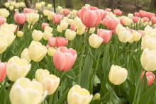 Spring flowers on campus