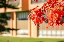 Autumnal leaves outside a campus building