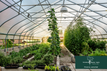 Lush green vegetables grow within a hoop house in MSU's campus
