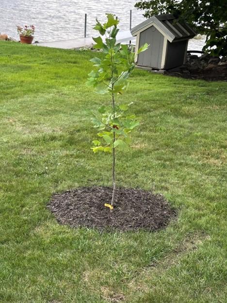 tree sapling planted for Sean Egan